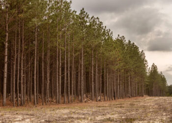 The ‘brown gold’ that falls from pine trees in North Carolina