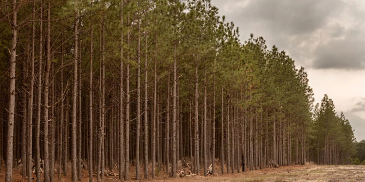 The ‘brown gold’ that falls from pine trees in North Carolina