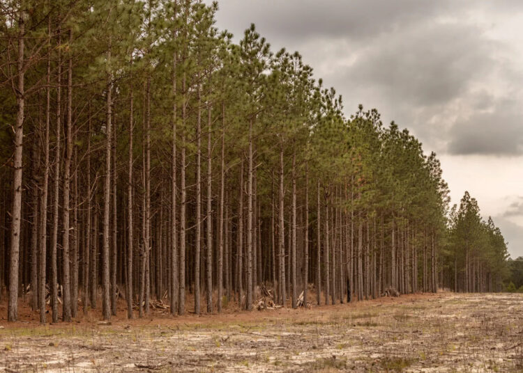 The ‘brown gold’ that falls from pine trees in North Carolina