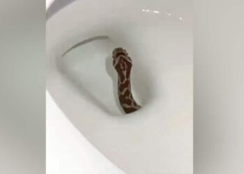Snakes Don’t Live Inside Your Soakaway