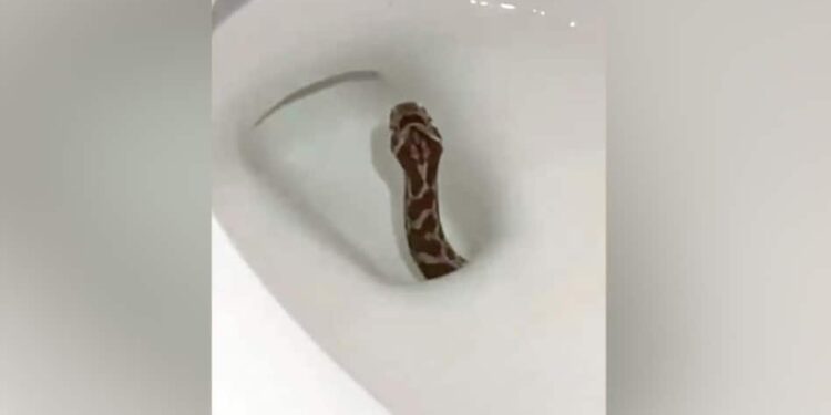 Snakes Don’t Live Inside Your Soakaway