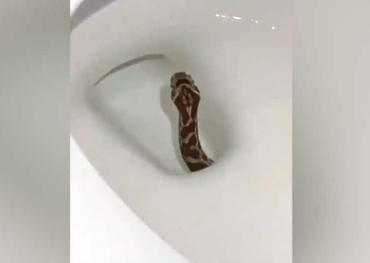 Snakes Don’t Live Inside Your Soakaway