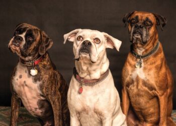 HIDDEN TRUTH: 3 Physical & Spiritual Implications Of Recent Insane Trend Of Sex With Animals