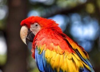 Whatever You Do, Don’t Be A Parrot In Life – Be An Eagle!