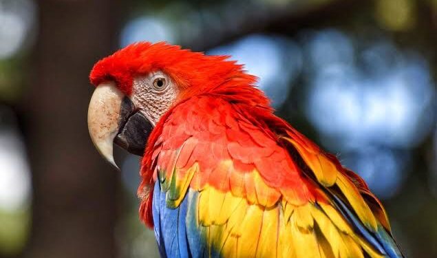 Whatever You Do, Don’t Be A Parrot In Life – Be An Eagle!
