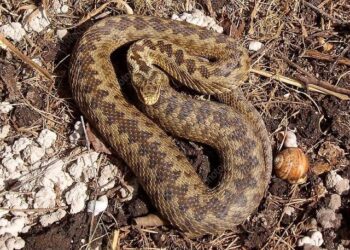 The Venom And Strength Of The Viper Are In Its Tail – Don’t Step On It!