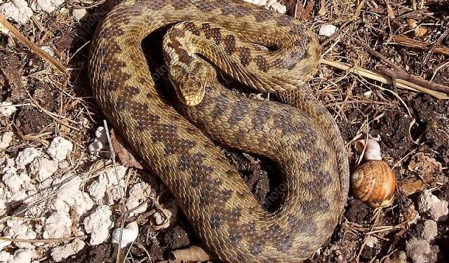 The Venom And Strength Of The Viper Are In Its Tail – Don’t Step On It!